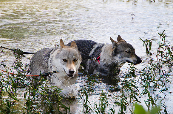 Czechoslovakian Vlciak,  dogs swimming