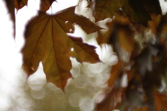 Red Maple Leaves - Vintage Lens