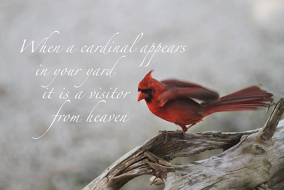 Cardinal 2 20x16