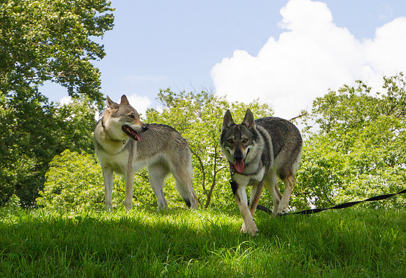 Czechoslovakian Vlciak dogs