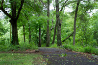 Walking path in a park with green trees and grass
