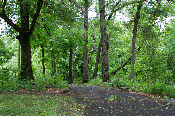 Walking path in a park with green trees and grass