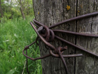 Barbed wire on a fence