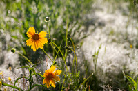 Coreopsis Tickweed wildflower oklahoma