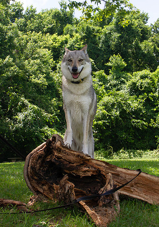 Czechoslovakian Vlciak dog
