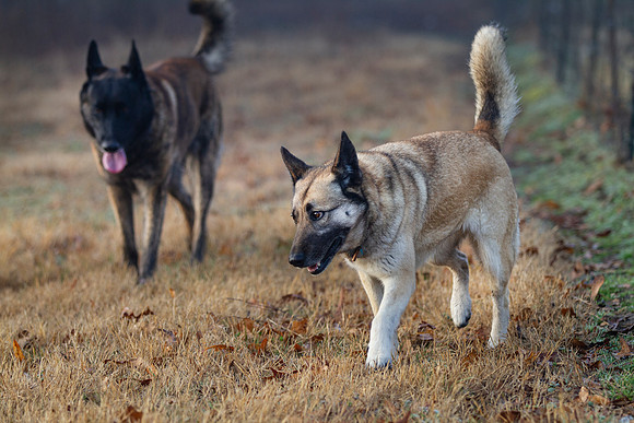 Two shepherd dogs loose walking in a field
