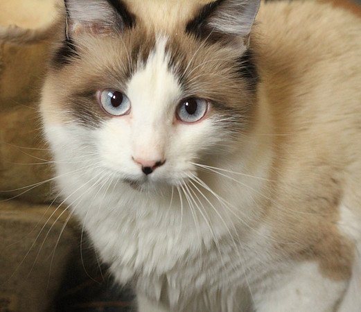 Pretty Cat