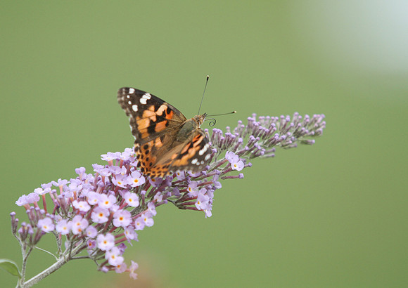 Loess Hills Lavender Farm Wildlife