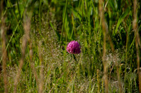 Trifolium pratense, or Red Clover, Cowgrass isolated closeup