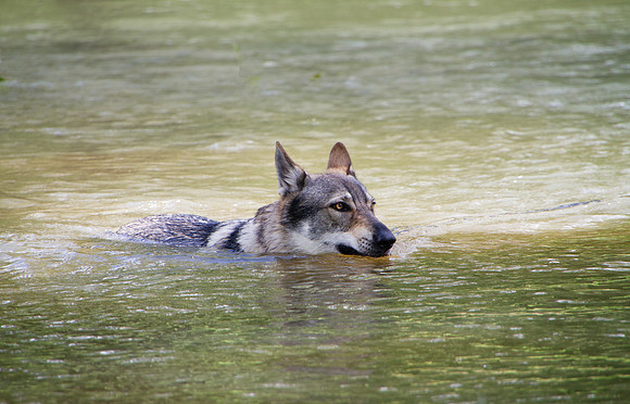 Czechoslovakian Vlciak,  dog swimming