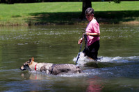 Czechoslovakian Vlciak  dog  swimming