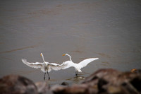 Egrets and other birds