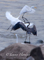 Great Egrets and other birds, Sallisaw, Oklahoma