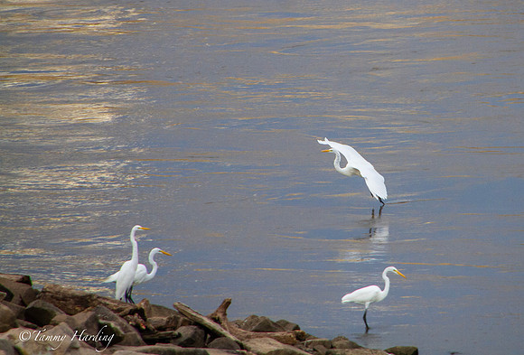 Great Egrets and other birds, Sallisaw, Oklahoma