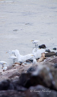 Great Egrets and other birds, Sallisaw, Oklahoma