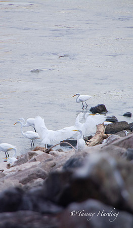 Great Egrets and other birds, Sallisaw, Oklahoma