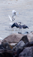 Great Egrets and other birds, Sallisaw, Oklahoma