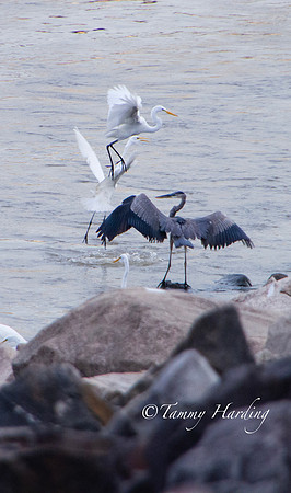 Great Egrets and other birds, Sallisaw, Oklahoma