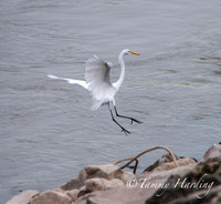 Great Egrets and other birds, Sallisaw, Oklahoma