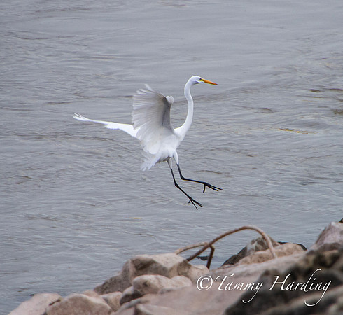 Great Egrets and other birds, Sallisaw, Oklahoma