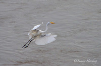 Great Egrets and other birds, Sallisaw, Oklahoma
