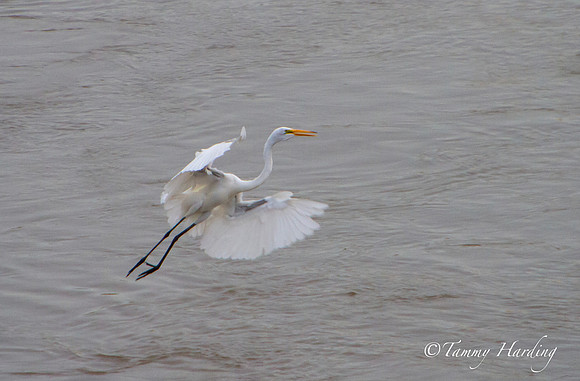 Great Egrets and other birds, Sallisaw, Oklahoma