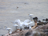 Great Egrets and other birds, Sallisaw, Oklahoma