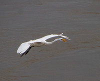 Great Egrets and other birds, Sallisaw, Oklahoma