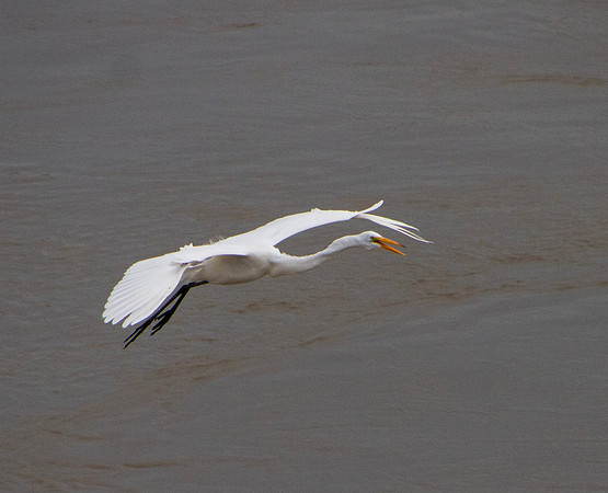 Great Egrets and other birds, Sallisaw, Oklahoma
