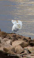 Great Egrets and other birds, Sallisaw, Oklahoma
