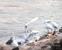 Great Egrets and other birds, Sallisaw, Oklahoma