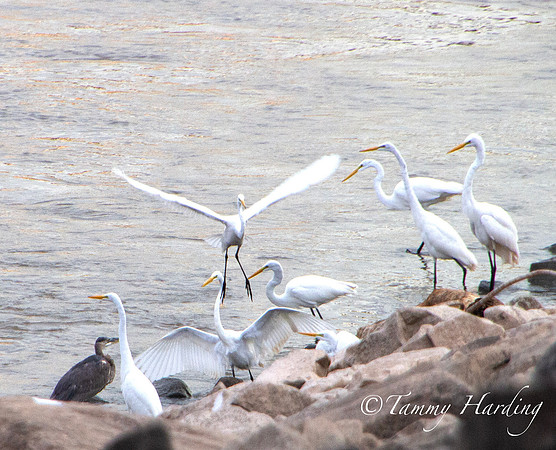 Great Egrets and other birds, Sallisaw, Oklahoma