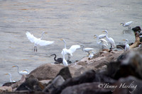Great Egrets and other birds, Sallisaw, Oklahoma