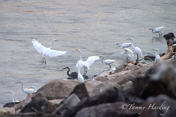 Great Egrets and other birds, Sallisaw, Oklahoma