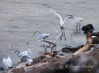 Great Egrets and other birds, Sallisaw, Oklahoma