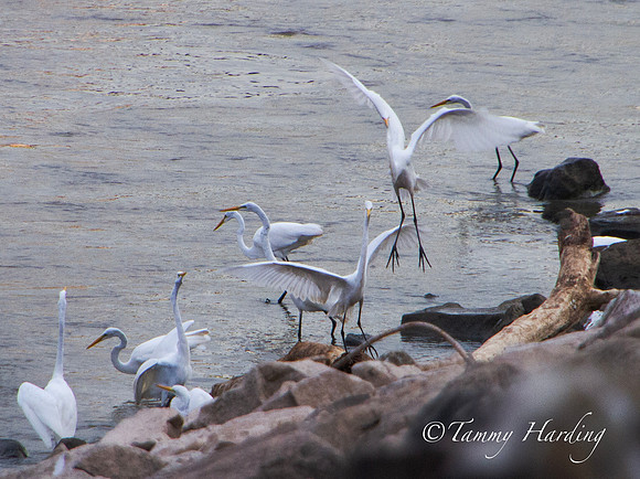 Great Egrets and other birds, Sallisaw, Oklahoma