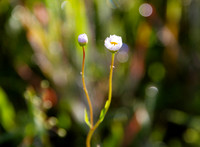 Celebrate spring! Asters with bokeh
