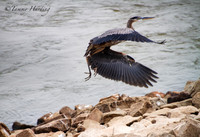 Great Blue Heron in flight