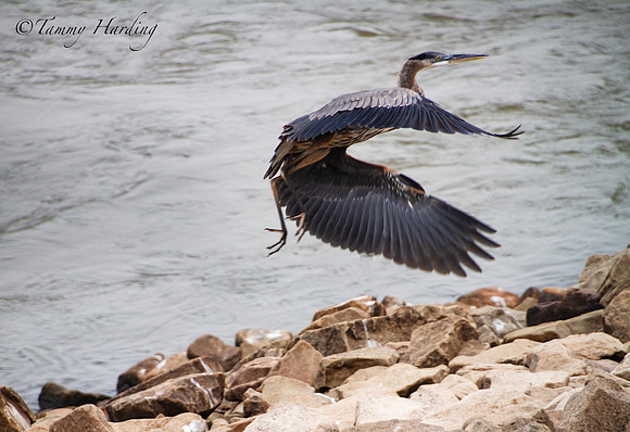 Great Blue Heron in flight