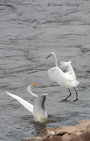 Great Egrets in flight over the water