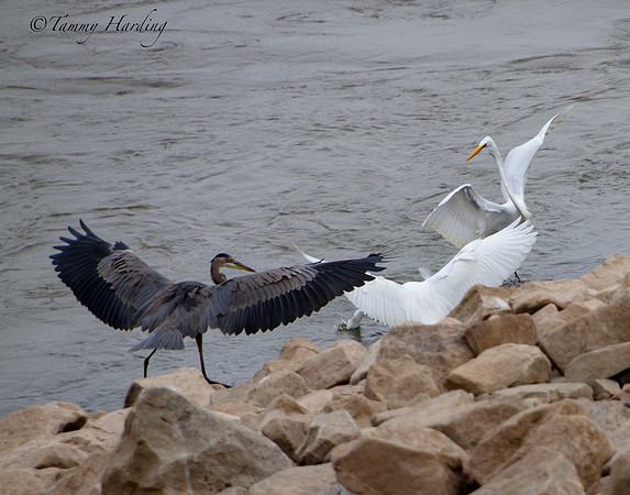 Great Blue Heron in flight with Great Egret