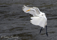 Great Egrets in flight over the water