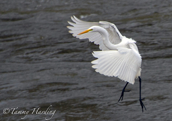 Great Egrets in flight over the water