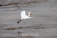 Great Egret in flight