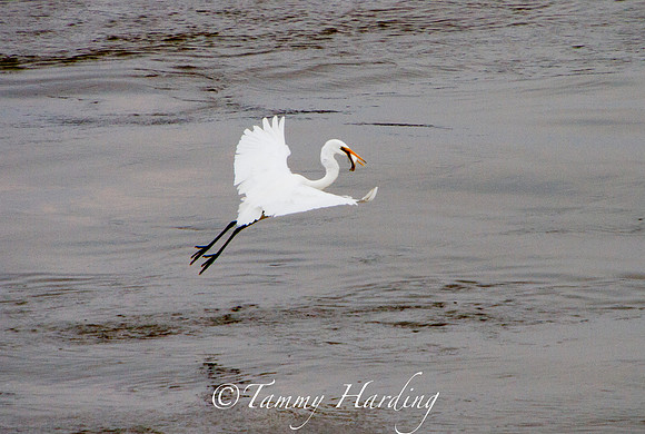 Great Egret in flight
