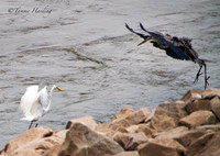 Great Blue Heron in flight with Great Egret