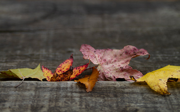 Autumn leaves frame or background with blurred copy space