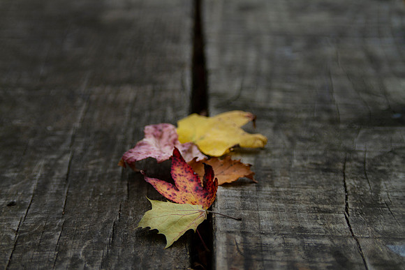 Autumn leaves frame or background with blurred copy space