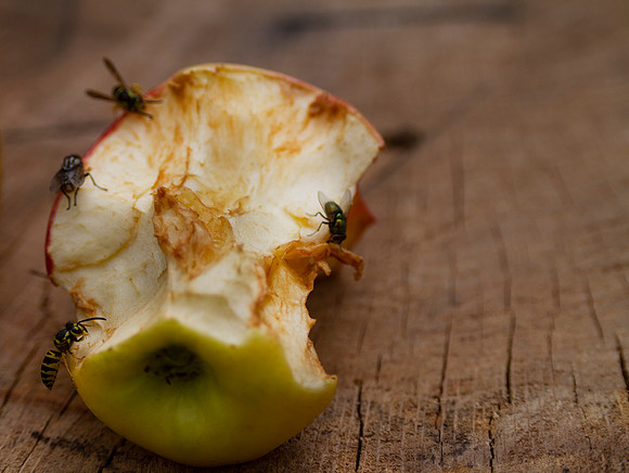 Bugs on rotting apple core with copy space