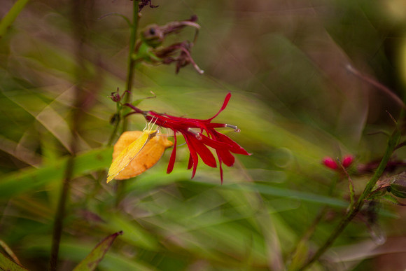 Cardinal flower and butterfly closeup with bokeh background